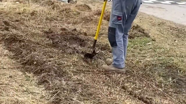 26.10.20. Изгородь из облепихи. Начали, но до конца не осилили. смотреть онлайн