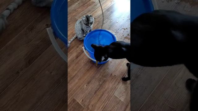 Смешные коты ловят рыбу Ловись рыбка большая и очень большая смотреть онлайн