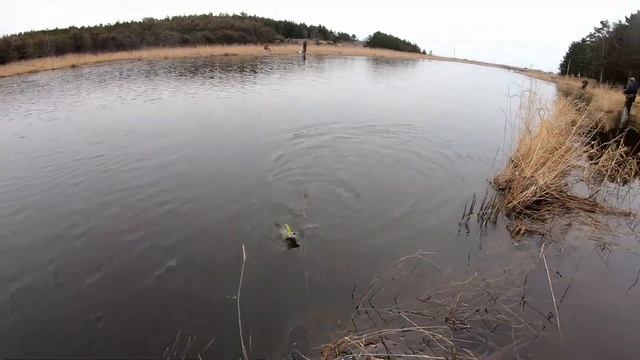 Кунджа и другая рыба. смотреть онлайн