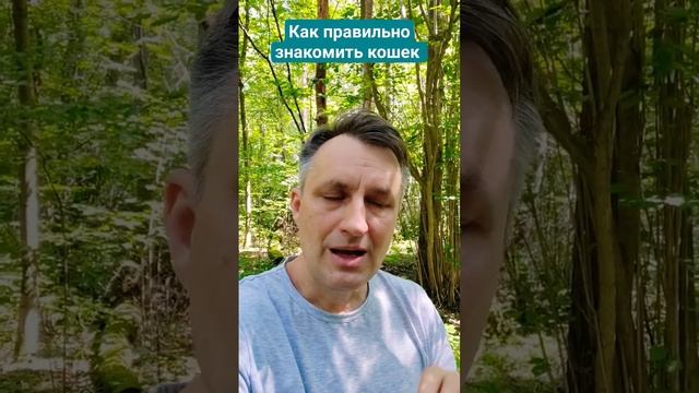 Как правильно знакомить кошек, чтобы они подружились смотреть онлайн