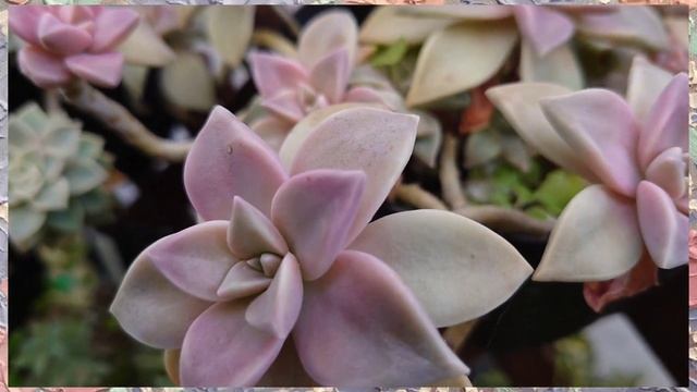 GRAPTOPETALUM (GHOST PLANT) BECOMING PINK IN WINTER?#succulent #graptopetalum #myplants #turnpink