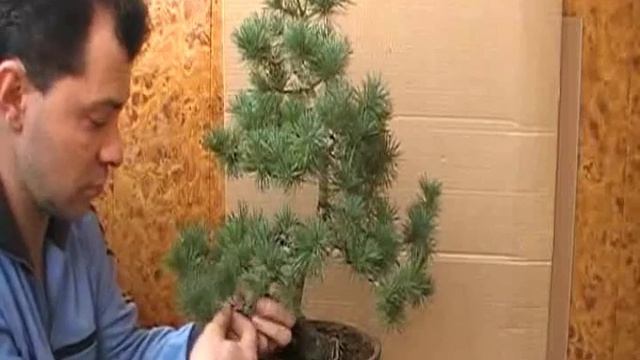 Мастерская Бонсай Сосна Карпенков Павел (Часть 5) смотреть онлайн