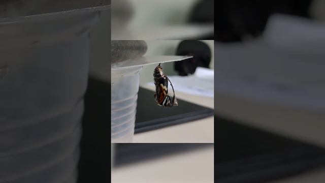 Платье Круэллы из этих живых блестяшек. смотреть онлайн