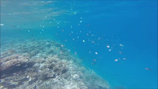 Corona Divers Club ~ House Reef Tour in Hurghada Egypt #4 смотреть онлайн