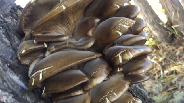 30 августа 2022 года. Посмотрите как растут Вешенки на стволе дерева! Набрал полный багажник грибов смотреть онлайн