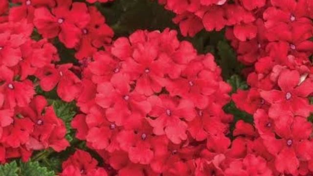 LOVELY VERBENA | വെർബീന ശലഭങ്ങളുടെ കൂട്ടുകാരി смотреть онлайн