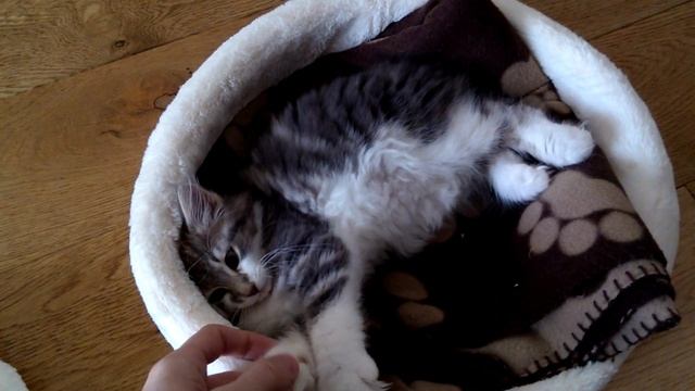 Norwegian Forest Kittens being cute. смотреть онлайн