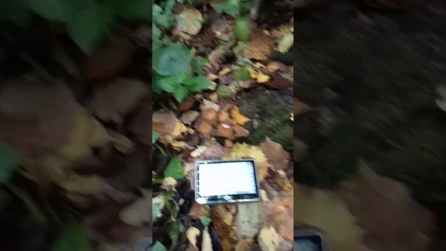 Как найти осенние опята смотреть онлайн