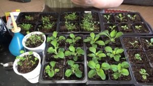 Чем подкормить рассаду петунии и лобелии после пикировки