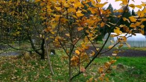 Осенний сорт яблони Орлик. Миниатюрная яблоня Орлик. Молодая яблоня в саду. Сортовые достоинства