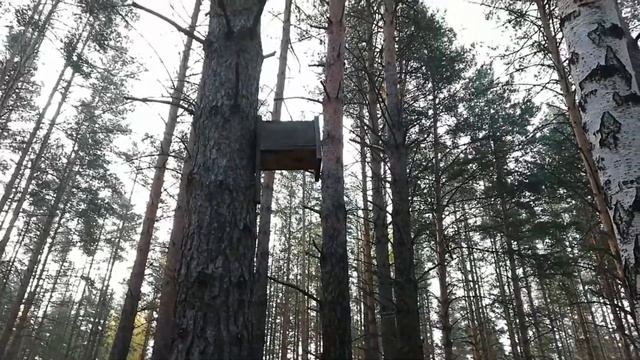 Как правильно повесить скворечник. Видеоинструкция на копе в лесу смотреть онлайн