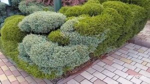 Хвойные растения в саду. Очаровательные клумбы из хвойных Идеи для ландшафтного дизайна