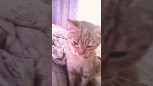 мяу... каму нужна кошка?? смотреть онлайн