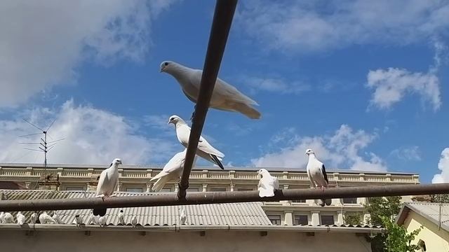 #BAKU #PIGEONS. Бакинские голуби Вугара в Баку!