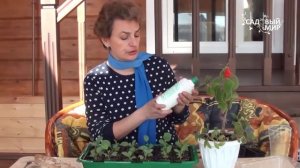 Чем подкормить рассаду  Удобрение Гуми Кузнецова. Сайт "Садовый мир"