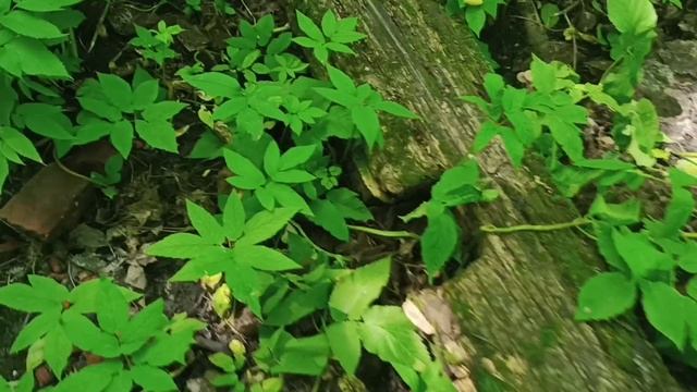 Колодец в лесу! смотреть онлайн