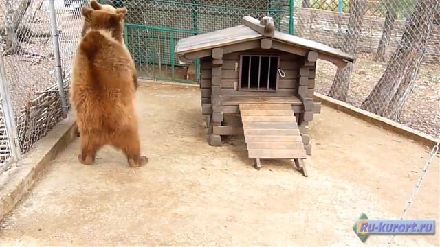 Геленджик достопримечательности Сафари парк смотреть онлайн