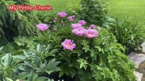 Пион My Petite Cherie. Карлик с крепкими стеблями без повязки