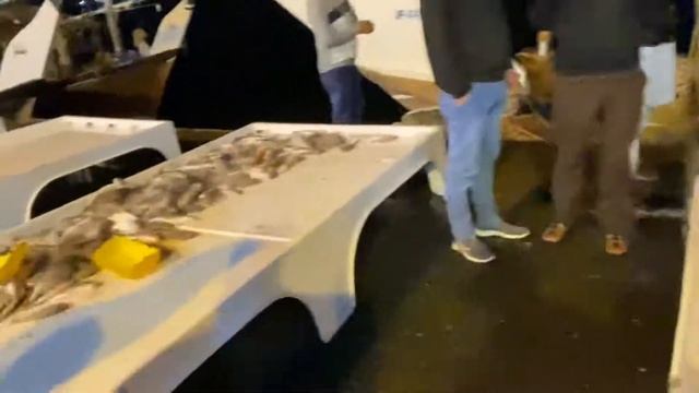 Ajman Fish Market auction смотреть онлайн