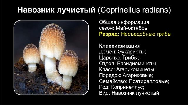 Топ 10 НЕСЪЕДОБНЫХ ГРИБОВ НАВОЗНИКА смотреть онлайн