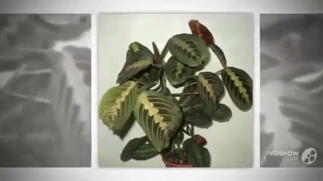 Цветы Маранта (Maranta flower) смотреть онлайн