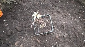 Осенняя посадка гортензии Пинк Леди.