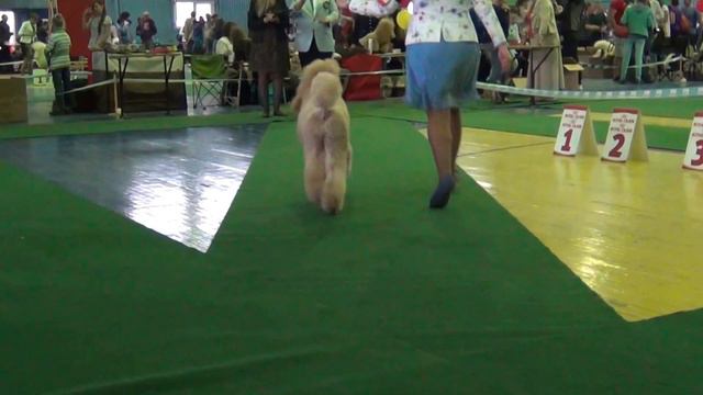 Иркутск 06.06.15 CACIB SUVENIR DE LUKS LEDI SHARM смотреть онлайн