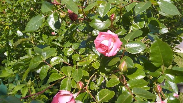 Женское имя ЕЛЕНА — что означает: описание имени. смотреть онлайн