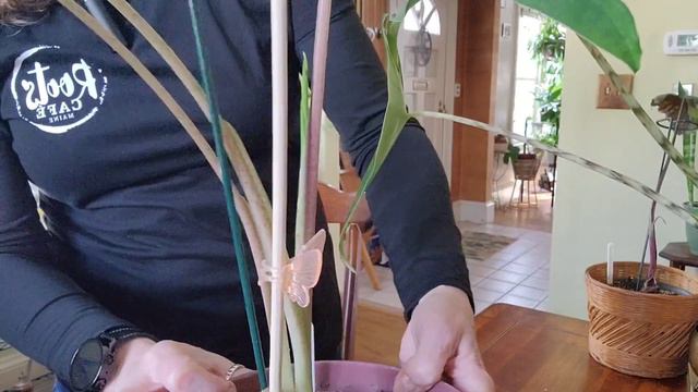 Alocasia Love