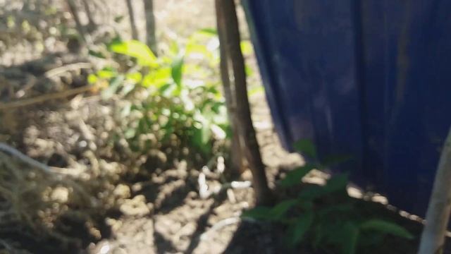 Прививка грецкого ореха, август 2020. смотреть онлайн