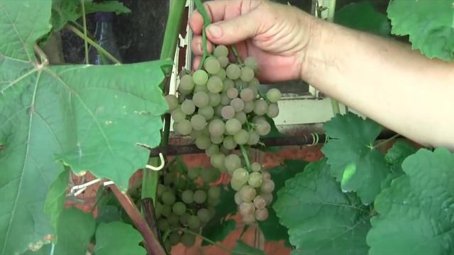 @Виноград Платовский, винный виноград, белый виноград смотреть онлайн