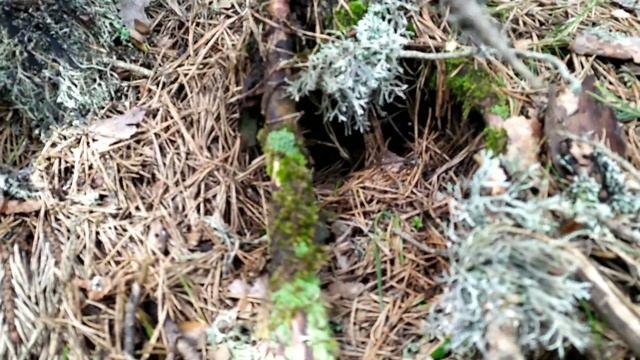 Boletus pinicola, boletus pinophilus 2022 ? SETAS DE PRIMAVERA ? смотреть онлайн