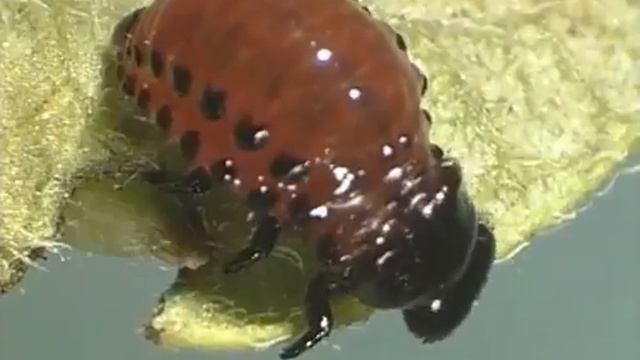 Кораген® для защиты картофеля от колорадского жука смотреть онлайн