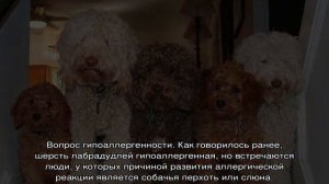 Порода собак лабрадудль (смесь пуделя и лабрадора)