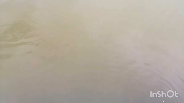 Рыбы дерутся за еду смотреть онлайн