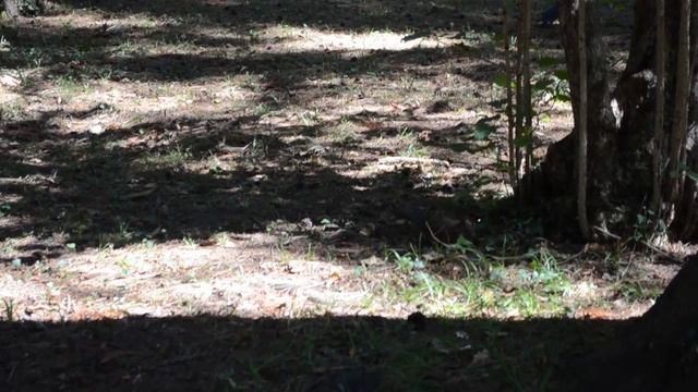 Белки Дендрарий Сочи смотреть онлайн