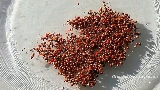 Размножение клубники РОЖКАМИ и РОЗЕТКАМИ.mp4 смотреть онлайн