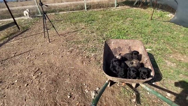 YAVRULARI KÖPEKLERLE TANIŞTIRDIM VE İLAÇLARINI VERDİM! смотреть онлайн