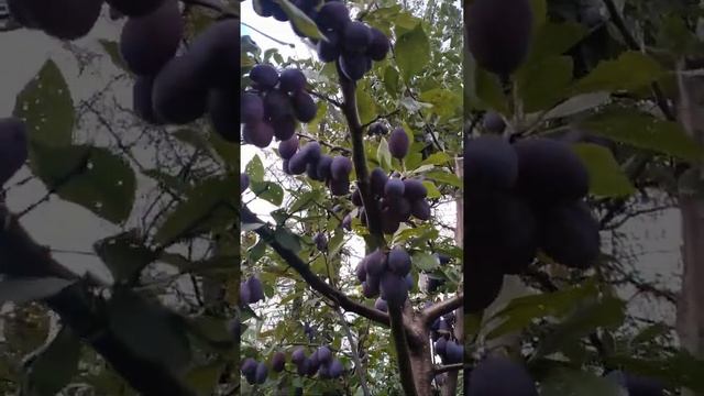 Слива Волат. смотреть онлайн
