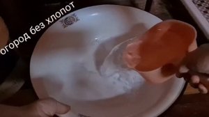 Можно ли спасти томаты от почернения? Конечно да! Главное знать как.