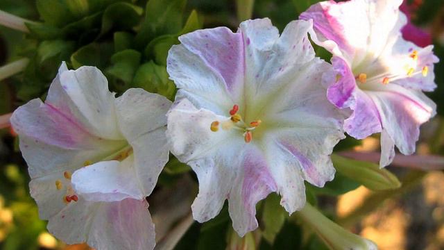 Amazing and Most Beautiful Four o'clock Flowers | Marvel of Peru смотреть онлайн