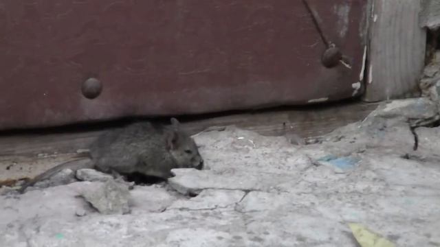 Кошка ловит мышку смотреть онлайн