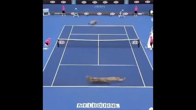 Крокодилы играют в большой теннис ))))Забавные Животные 1 Funny animals. смотреть онлайн