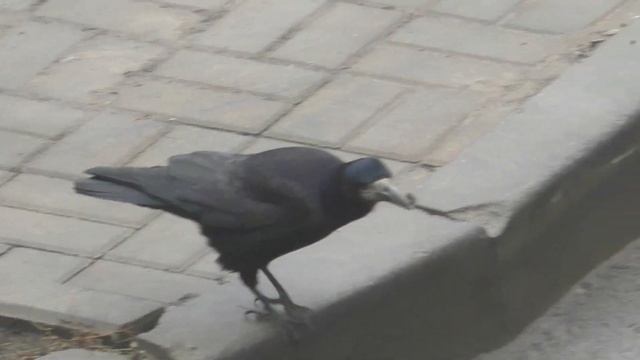 повадки Вороны смотреть онлайн