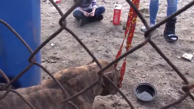 Спасение собаки питбуль 2 смотреть онлайн