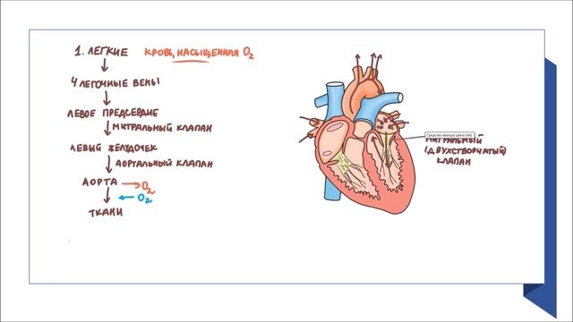 Физиология сердечно-сосудистой системы смотреть онлайн