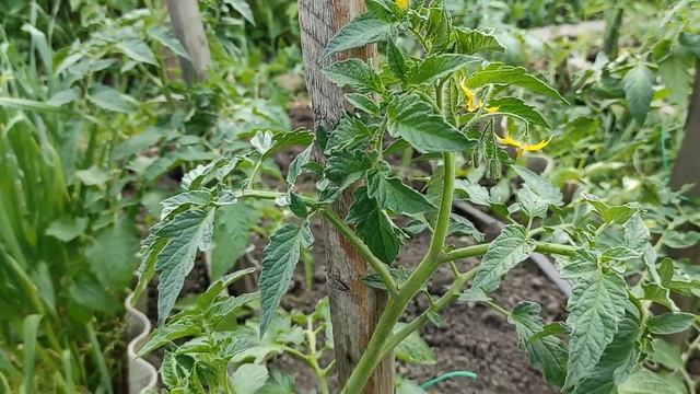 Подвязка помидор в открытом грунте. смотреть онлайн