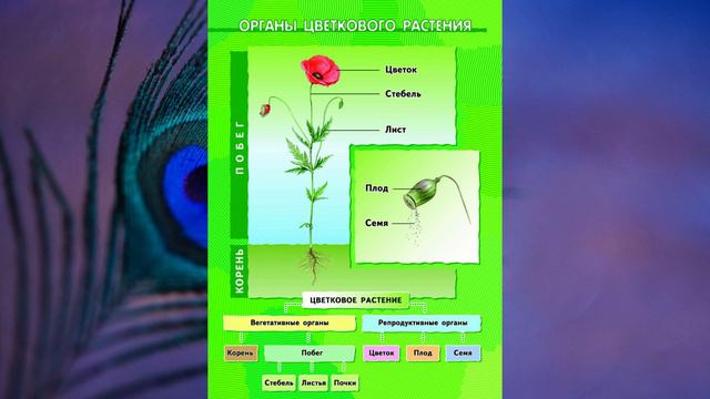 §9 "Что мы узнали о строении живых организмов", Биология 6 класс, Сивоглазов смотреть онлайн