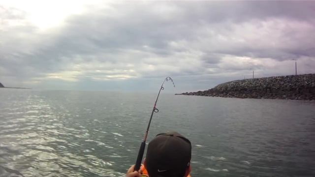 Mackerel tuna at close quarters, Queensland Australia смотреть онлайн