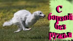 Русские псовые борзые в быту и на охоте. Рассказ